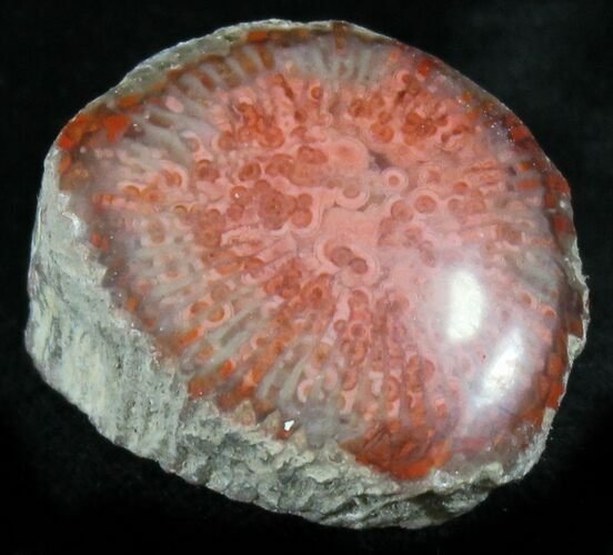 Pennsylvanian Aged Red Agatized Horn Coral - Utah #26396